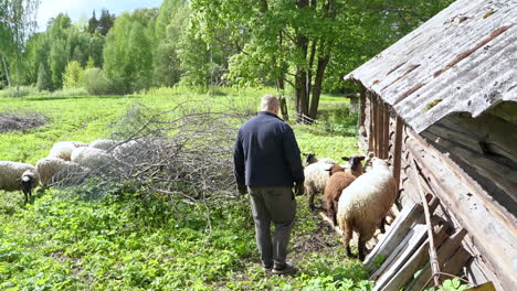 Farmer-steps-towards-sheep-on-log-pile-against
