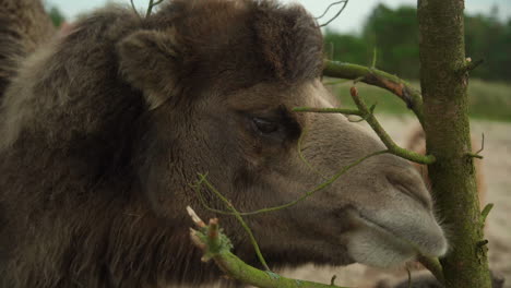Kamel,-Das-Auf-Einem-Baum-Im-Zoo-K-Kaut