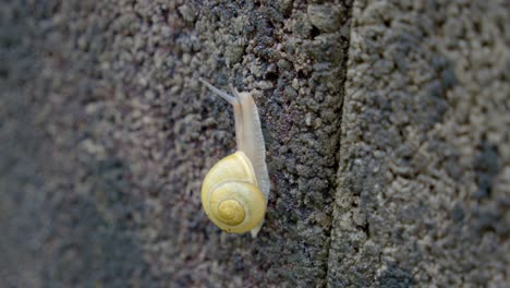 Vertical-View-Of-A-Snail-Climbing-Up-Rough