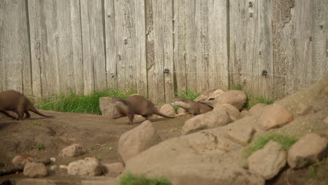 Otters-running-around-in-a-zoo-K-Close