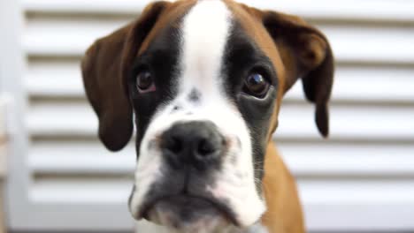 Close-up-portrait-of-a-young-boxer-puppy-in-front-of-a-garage-door