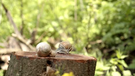 Close-Up-Of-Two-Snails-Resting-On-Tree