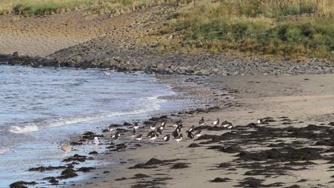 Oystercatchers-Haematopus-ostralegus-and-gulls-on-shoreline-Netherlands
