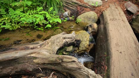 Babbling-Brook-flowing-under-fallen-log-in-Big