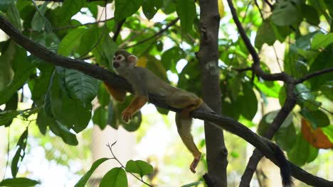 Curious-little-squirrel-monkey-hugging-the-tree-vine