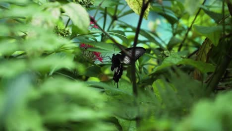 Néctar-De-Mariposa-Mormona-Común-Que-Se-Alimenta-De-Las-Flores
