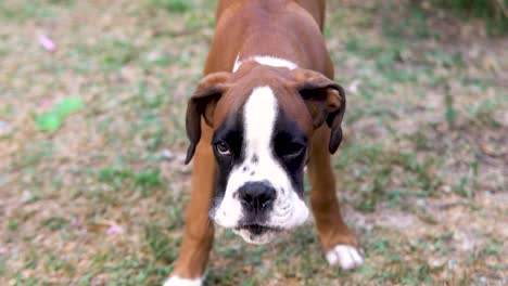 Slow-motion-shot-of-a-boxer-puppy-barking-and-flapping-its-ears