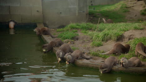 Otters-eating-chicken-meat-in-zoo-Feeding-K