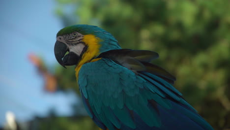 Pájaro-Loro-Guacamayo-Amarillo-Y-Azul-Vibrante-Caminando