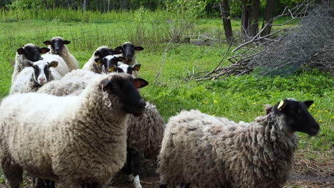 Lettische-Schafe-Gehen-Nach-Vorne-Zur-Herde