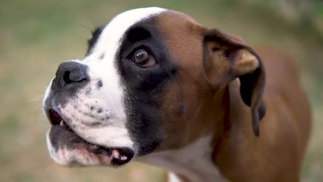 Slowmotion-close-up-shot-of-a-young-boxer-closing-its-mouth-and-wagging-its-tail