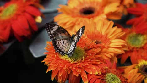 Cethosia-Butterfly-Amongst-Gerbera-Daisy-Flowers-Close-up