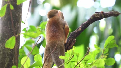 Squirrel-monkey-standing-on-the-branch-looking-up