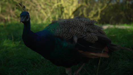 Beautiful-Peacock-walking-on-grass-K