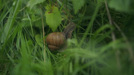 Beautiful-markings-on-edible-snail-with-brown-shell