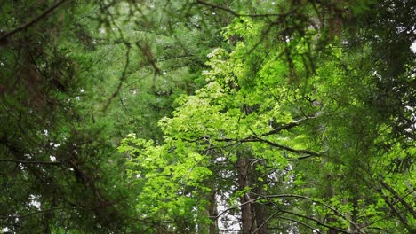 Sunlit-trees-in-Big-Sur-redwood-forest