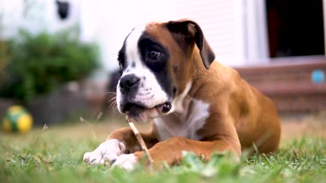 Close-up-shot-of-a-young-boxer-puppy-chewing-on-a-small-brown-stick-in-the-garden
