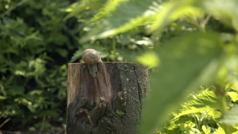A-Large-Garden-Snail-On-Top-Of-Tree