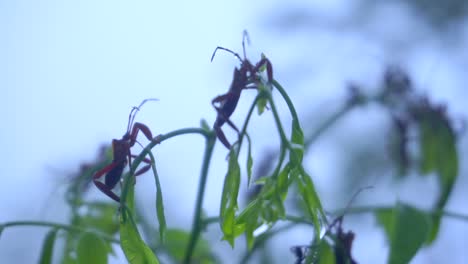 Insecto-Acanthocephala-En-Las-Hojas-De-Los-árboles-En-El