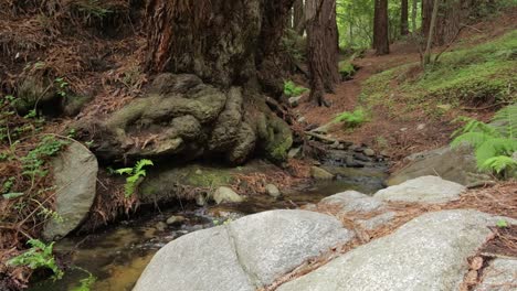 Plätschernder-Bach,-Der-Durch-Big-Sur-Redwood-Wald-Fließt