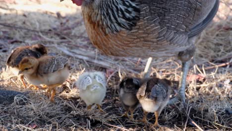 Cute-little-chicks-and-a-mother-hen-chicken