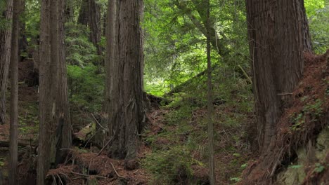 Kiefernnadelwaldboden-Inmitten-Von-Big-Sur-Redwoods