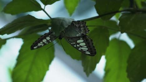Parthenos-Sylvia-Butterfly-Resting-On-Green-Foliage-Closeup