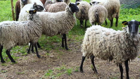 Some-Black-Head-sheep-return-to-pasture-while