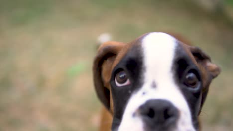 Macro-slow-motion-shot-of-a-young-boxer-puppy-barking-at-the-camera