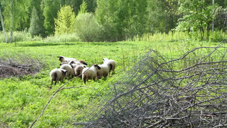 Flock-of-sheep-walk-to-center-of-forest