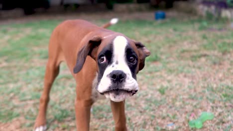 Close-up-shot-of-a-boxer-puppy-barking-in-slow-motion