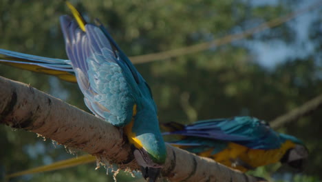 Cute-Yellow-And-Blue-Macaw-Parrots-eating-On