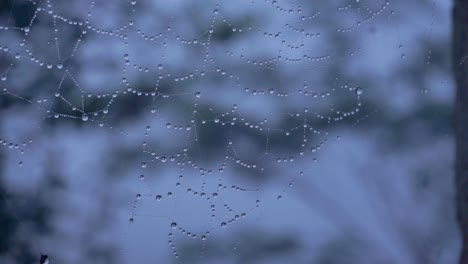 Dewy-spiderweb-with-foggy-forest-on-the-background