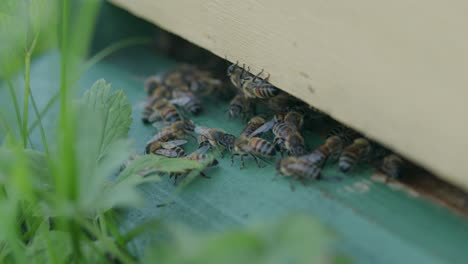 Nahaufnahme-Von-Weiblichen-Honigbienen,-Die-An-Krabbeln
