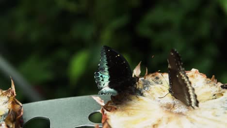 Common-Mormon-And-Blue-Moon-Butterfly-Feeding-On