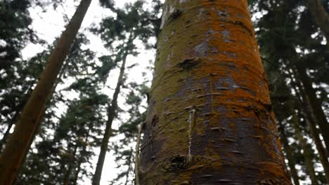 Dichter-Wald-Forstwirtschaft-Wildnis-Bäume-Abholzung-Abholzung-Dolly-Links-Langsam