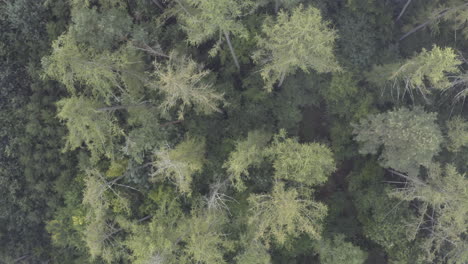 Aerial-view-of-misty-woodland-forest,-top-down-vortex-shot