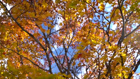 Wunderschöne-Landschaft-Mit-Leuchtend-Orangefarbenen-Herbstfarben,-Die-Zum-Blauen-Himmel-Aufblickt