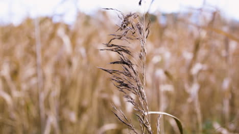 Slow-motion-close-up-of-a-blade-of-golden-grass-with-bokeh-background