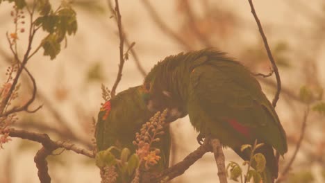 Papageien,-Die-Sich-Während-Eines-Lauffeuers-2020-In-Brasilien-Lieben