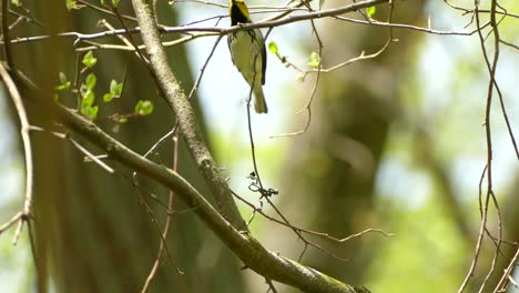 A-Black-Throated-Green-Warbler-fluttering-between-branches-quick-and-nimble-on-a-beautiful-summers-day