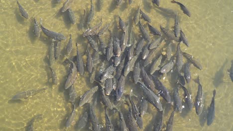 Großer-Bestand-An-Grauen-Karpfenfischen,-Die-Sich-An-Einem-Sonnigen-Tag-In-Sehr-Seichtem-Wasser-Bewegen