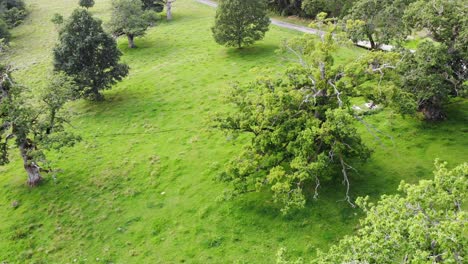 Magnificent-Quercus-petraea-or-Irish-oak-in-aerial-drone-smooth-slowly-moving-shot