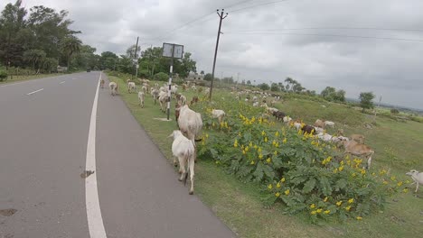 Vacas-Pastando-En-Los-Campos-Cerca-De-Giridih-En-Jharkhand,-India,-El-27-De-Septiembre-De-2020