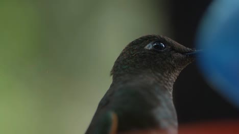 Macro-close-up-shot-of-a-beautiful-hummingbird-eye-in-slow-motion