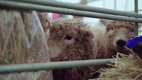 Graugesicht-Dartmoor-Schafe,-Die-Versuchen,-Während-Einer-Landwirtschaftlichen-Ausstellung-In-England,-Großbritannien,-Aus-Dem-Käfig-Zu-Kommen---Nahaufnahme