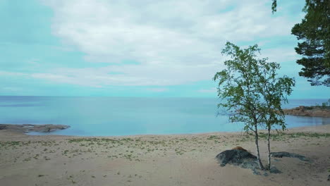 Natural-empty-sand-beach-and-water-meeting-sky-next-to-birch-tree,-Aerial-Rising