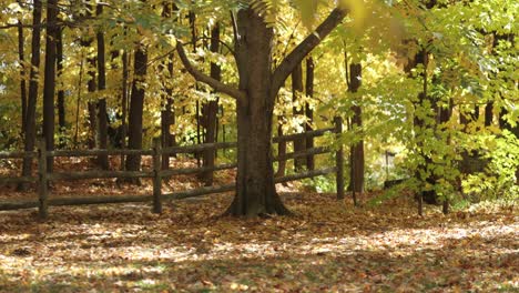 Eleganter-Herbsttag-Auf-Einem-Bauernhof-In-Gatineau-Quebec,-An-Dem-Sich-Die-Blätter-Verfärben