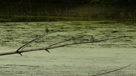 Two-Cedar-Waxing-birds-perched-above-an-algae-filled-pond-looking-around