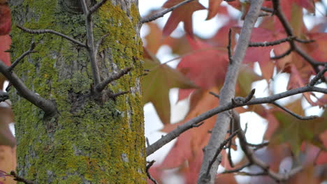 Moss-Covered-Tree-With-Autumn-Leaves-Background---Closeup-Shot